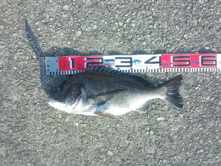 トップゲームでチヌ