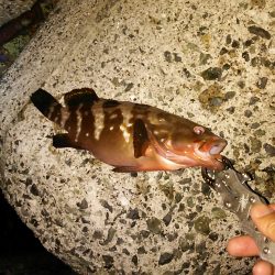 アコウを狙って