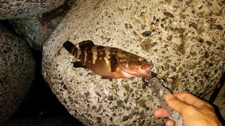 アコウを狙って