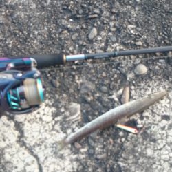 初心者にも簡単！ ジグカマス