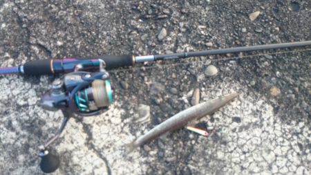 初心者にも簡単！ ジグカマス