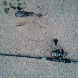 秋の始まり 新子の数釣り