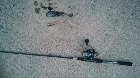 秋の始まり 新子の数釣り