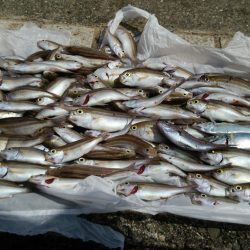 たくさん釣れました