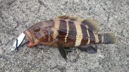 根魚狙い？！ジギング