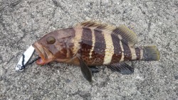 根魚狙い？！ジギング