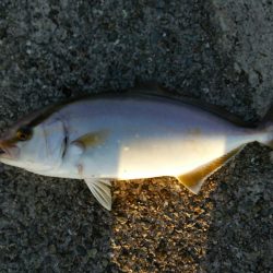 タチウオ継続中②