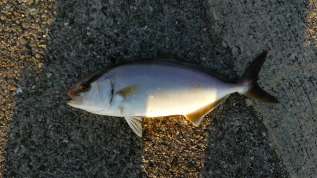 タチウオ継続中②