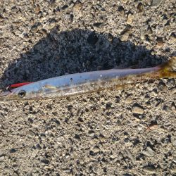 ライトジグでカマス