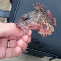 ガシリングに決め打ちガシリング