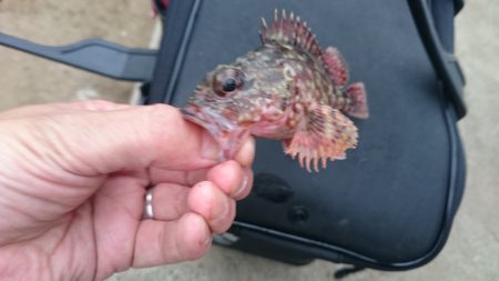 ガシリングに決め打ちガシリング