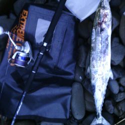 ショアジギでサワラ