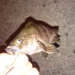 アジはいるかな