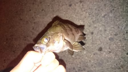 アジはいるかな