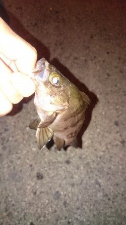 アジはいるかな