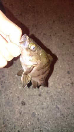 アジはいるかな