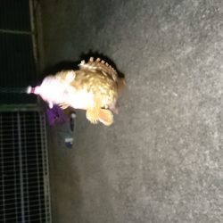 ガシラくーん大好きよ