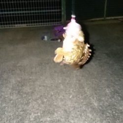 ガシラくーん大好きよ