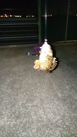 ガシラくーん大好きよ