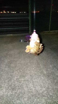 ガシラくーん大好きよ