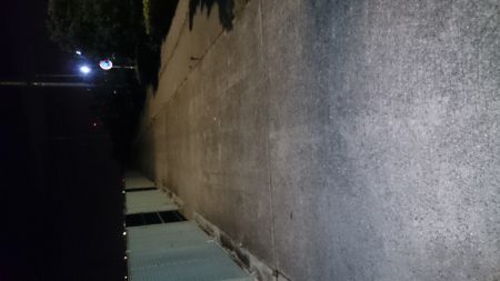 とりあえずアジが釣れました