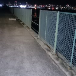 アジは今日はお留守です