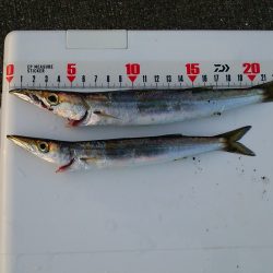 ｶﾏｽはもう少し？