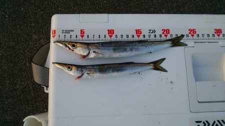 ｶﾏｽはもう少し？