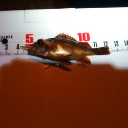 ｶﾏｽは今日もﾀﾞﾒ　(^_^;)