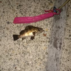 本当はアジを探してます