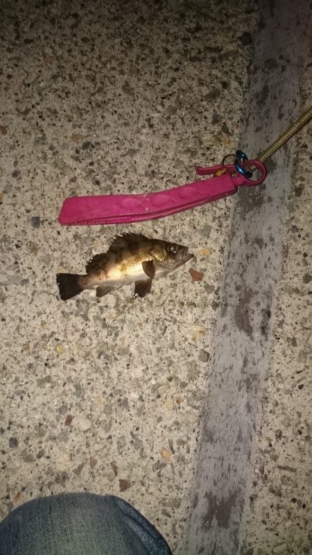 本当はアジを探してます