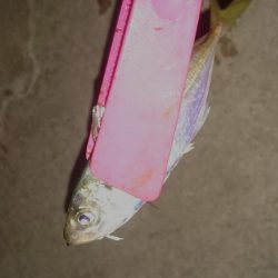 お盆は仕事ですが、こっちも頑張るよ