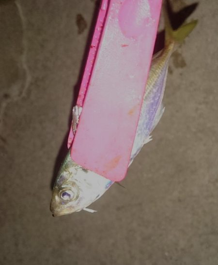 お盆は仕事ですが、こっちも頑張るよ