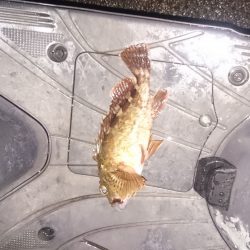 小潮なんで厳しいんです