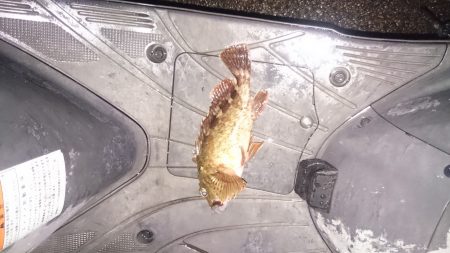 小潮なんで厳しいんです