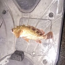 小潮なんで厳しいんです