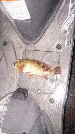 小潮なんで厳しいんです