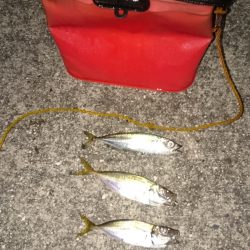 アジングの調子が上がってきたかな