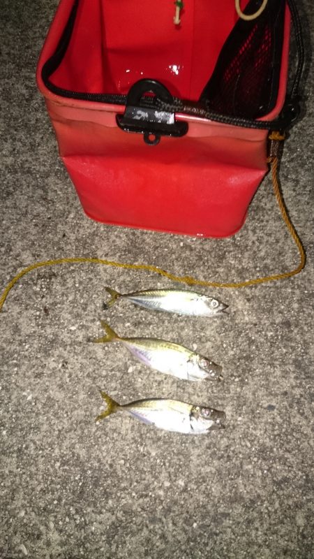 アジングの調子が上がってきたかな