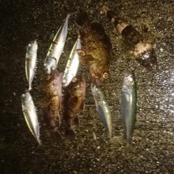 今日はアジに会えませんでした