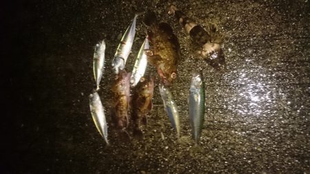 今日はアジに会えませんでした