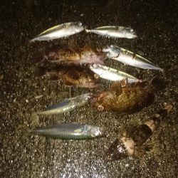 今日はアジに会えませんでした