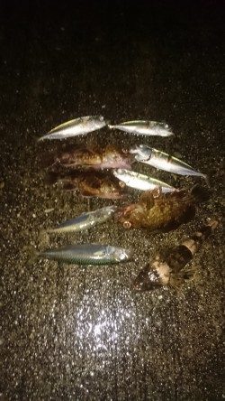 今日はアジに会えませんでした