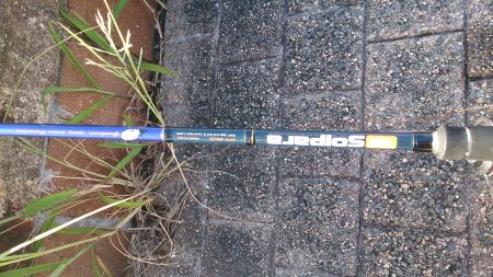 春木ベランダでタコ