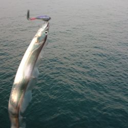 シーバスのつもりが…