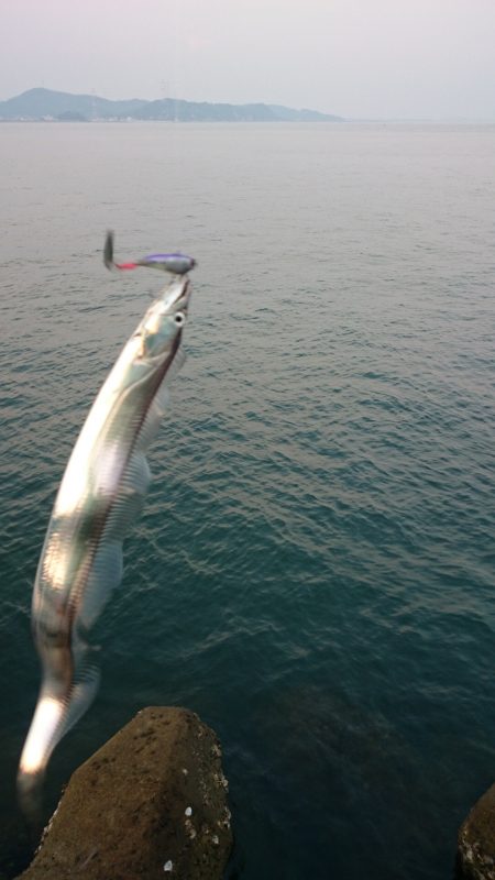 シーバスのつもりが…