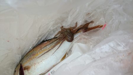 シオ初ゲット！！