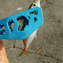 デカサバはまた来年がんばります(笑)