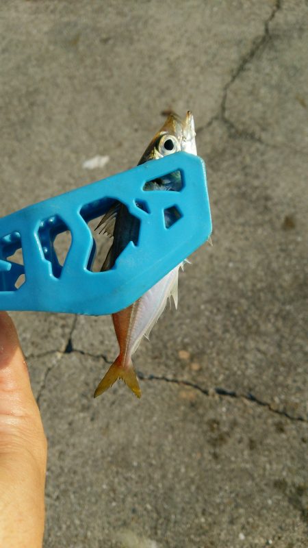 デカサバはまた来年がんばります(笑)