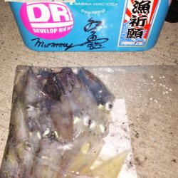 今年は順調な感じですね！ケンサキイカ！